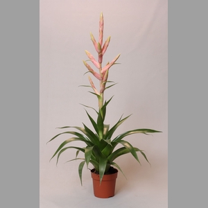 Tillandsia  'Dolce'