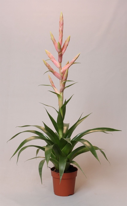 <h4>Tillandsia  'Dolce'</h4>