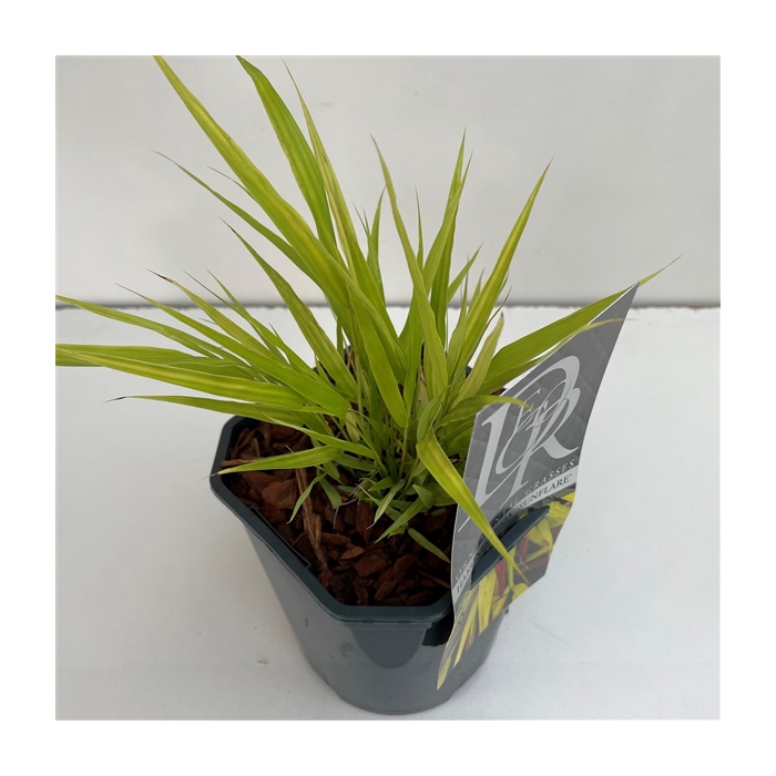 <h4>Hakonechloa macra 'Sunflare'</h4>