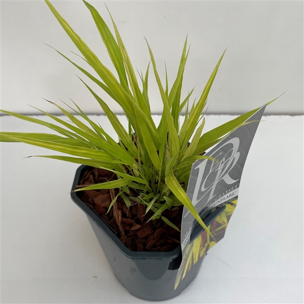 Hakonechloa macra 'Sunflare'