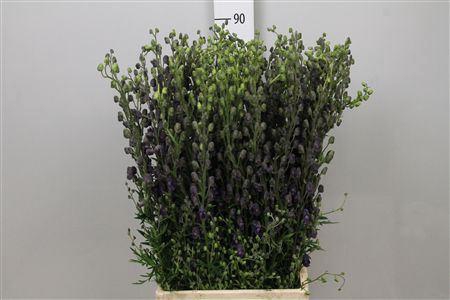 <h4>Aconitum napellus subsp. pyramid</h4>