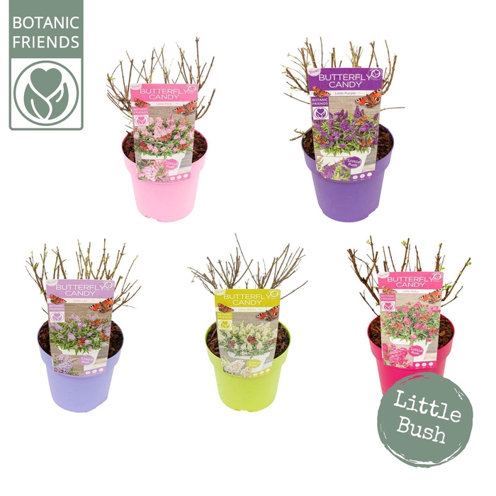 <h4>Buddleja Butterfly Candy Gemengd</h4>
