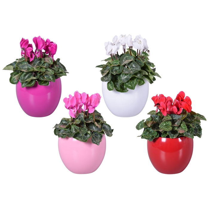 <h4>Cyclamen met glitters in gekleurd Lisa keramiek (Kerst)</h4>