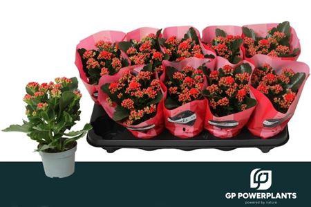 <h4>Kal Ge Perfecta Red</h4>