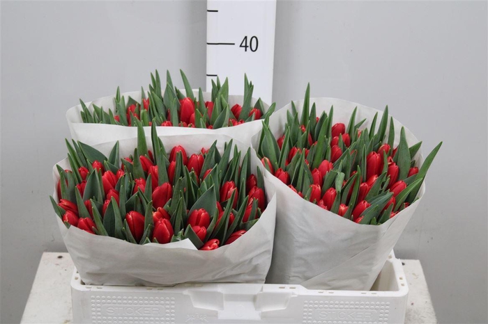 <h4>Tu En Kung-fu</h4>