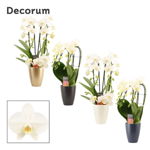 Phalaenopsis vormen mix 3 tak wit in Carly (Neo Architect-coll.)