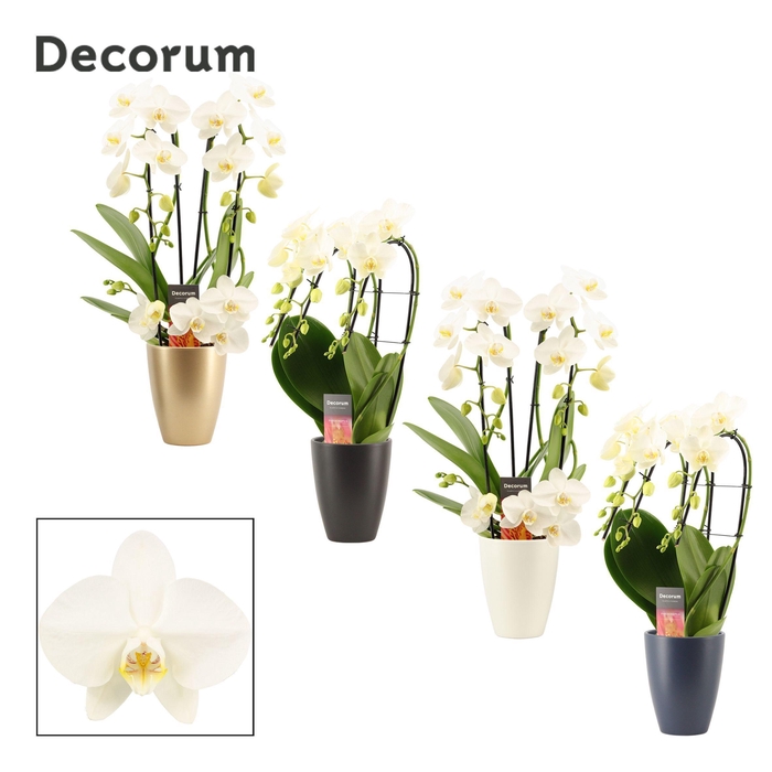 <h4>Phalaenopsis vormen mix 3 tak wit in Carly (Neo Architect-coll.)</h4>