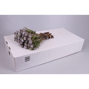 Kaaps Groen Pubescens