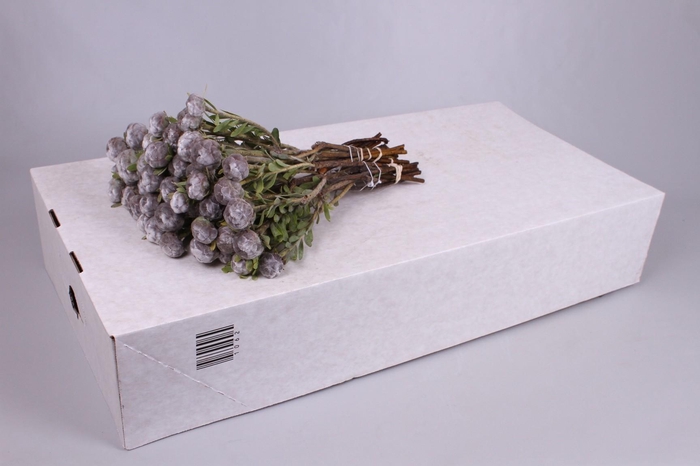 <h4>Kaaps Groen Pubescens</h4>