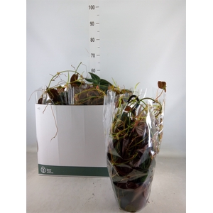 Philodendron scand. subsp. micans