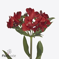 Alstroemeria rockstar