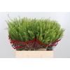 Lepidium Green Bell