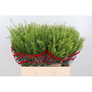 Lep Vi Green Dragon