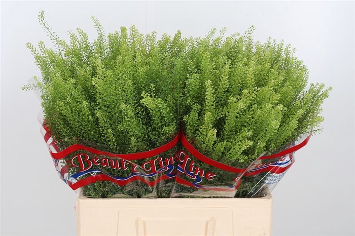 <h4>Lep Vi Green Dragon</h4>