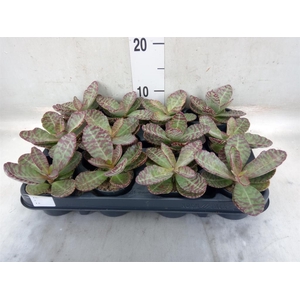 Kalanchoe humilis 'Surpris Desert'
