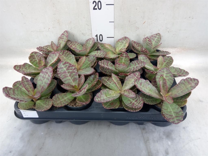<h4>Kalanchoe humilis 'Surpris Desert'</h4>
