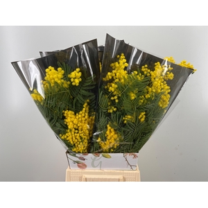 ACACIA BAILEYA BL BS