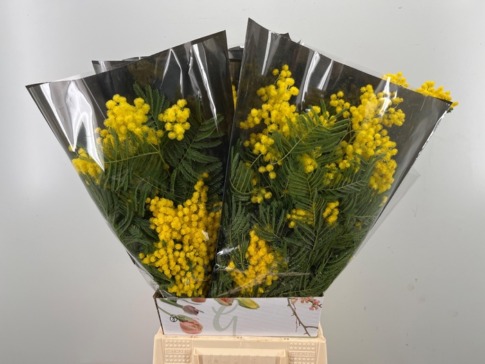 <h4>ACACIA BAILEYA BL BS</h4>