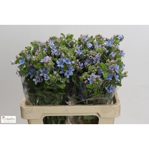 OXY CO TAN PURE BLU