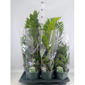Zamioculcas zamiifolia