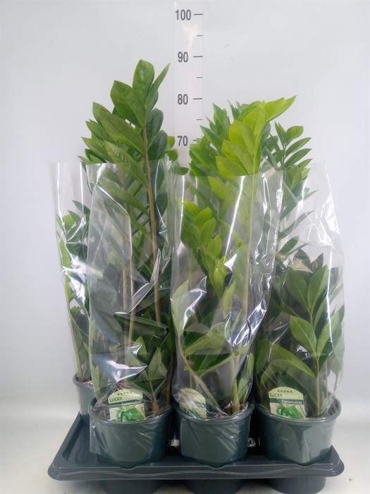 <h4>Zamioculcas zamiifolia</h4>