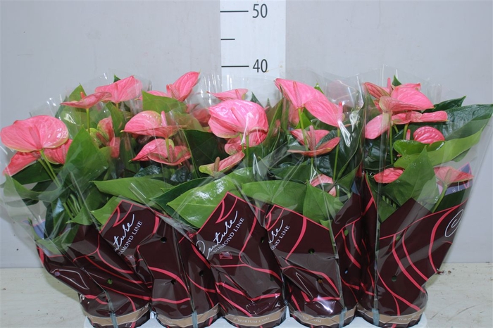 <h4>Anth An Roze</h4>