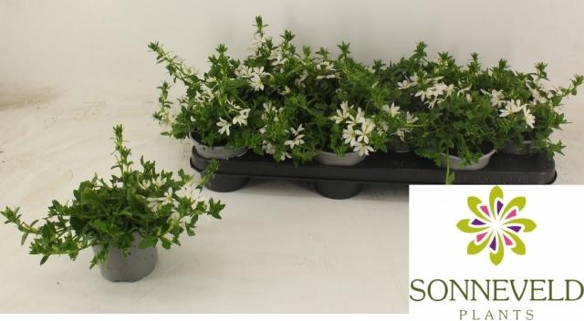 <h4>SCAEV TOPPOT WHITE</h4>