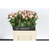 Paeonia Sarah Bernhardt