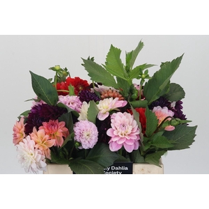Dahlia mixed bunch