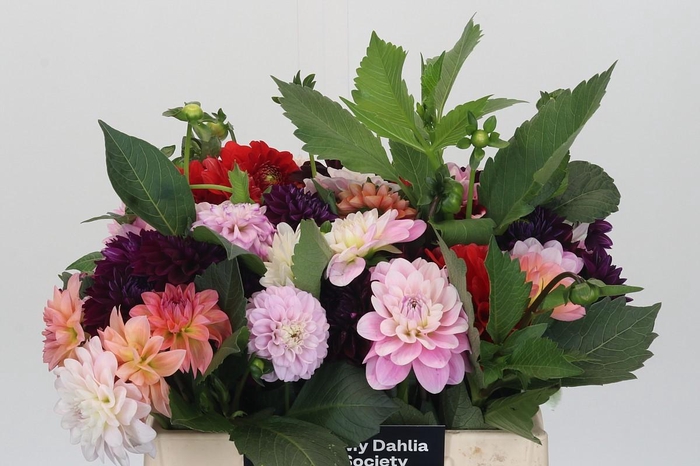 Dahlia mixed bunch