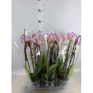 Phalaenopsis  'Elegant Cascade'