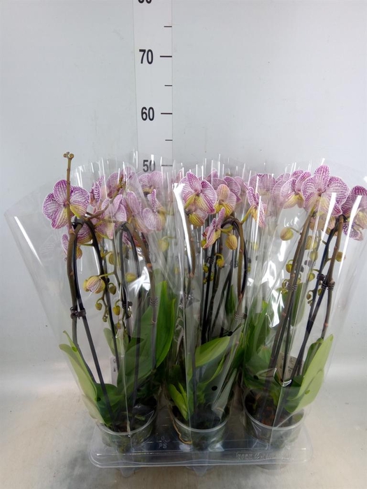 <h4>Phalaenopsis  'Elegant Cascade'</h4>