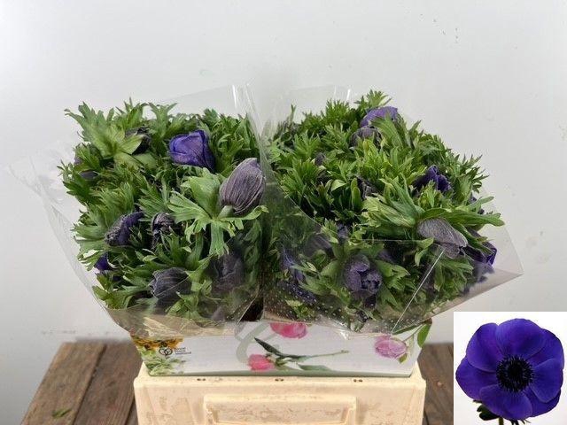 <h4>ANEM CO MAR BLUE</h4>