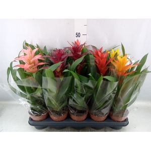 Guzmania   ...mix 5