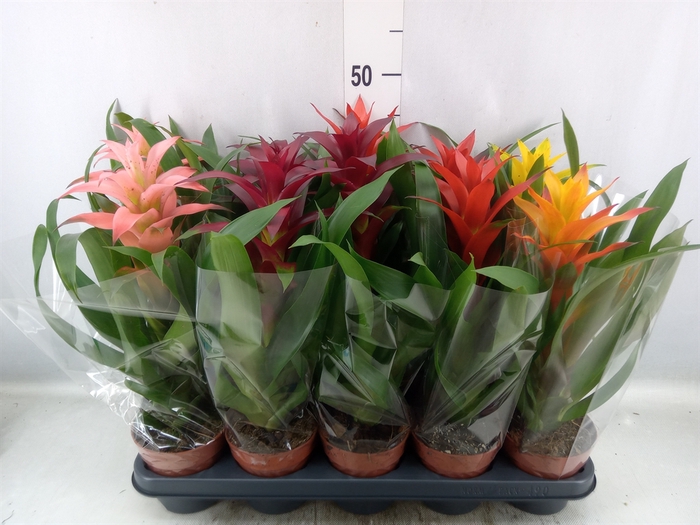 Guzmania   ...mix 5