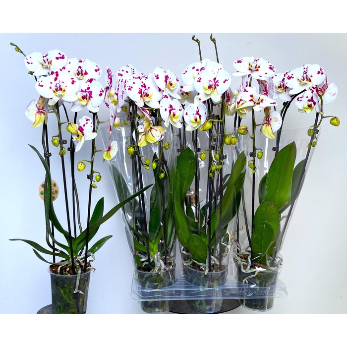 <h4>PHAL EL CASCADE</h4>