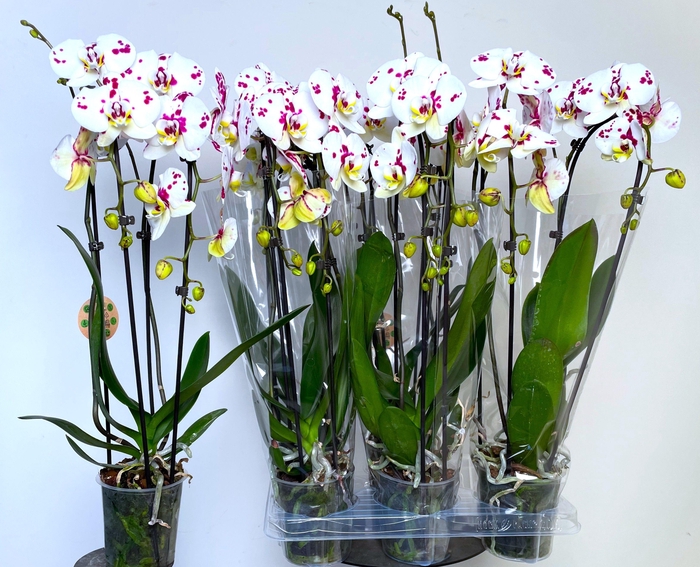 PHAL EL CASCADE