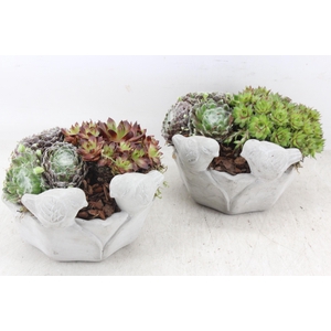 arr4 Semp PL - Vogelbadje rond 338/6