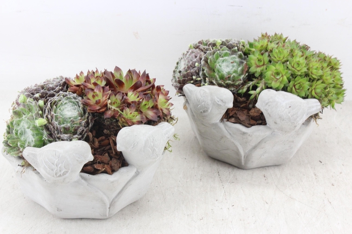 <h4>arr4 Semp PL - Vogelbadje rond 338/6</h4>