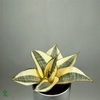 SANSEV GOLDEN HAHNII