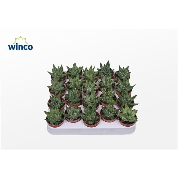 <h4>Haworthia Margaritifera</h4>