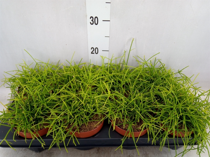 <h4>Rhipsalis   ...</h4>