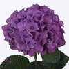 Hydrangea purple haze
