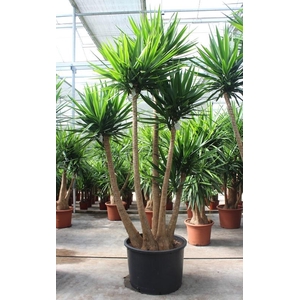 Yucca elephantipes 3 armen