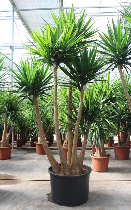 <h4>Yucca elephantipes 3 armen</h4>