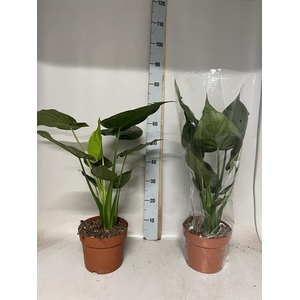 Alocasia cucullata 21Ø 65cm