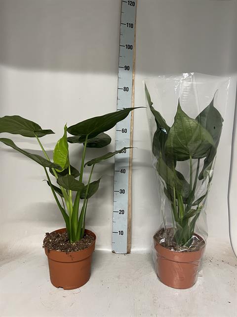 Alocasia cucullata 21Ø 65cm