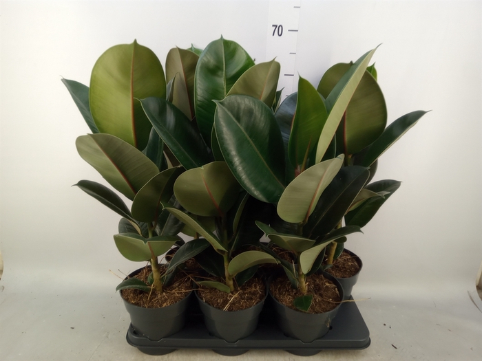 <h4>Ficus elastica 'Robusta'</h4>