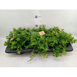 Peperomia rotundifolia
