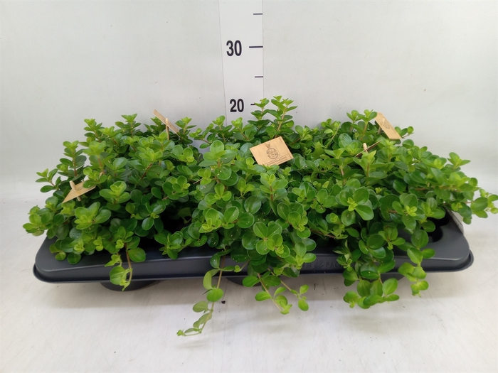 <h4>Peperomia rotundifolia</h4>